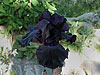 Nästan svart iris